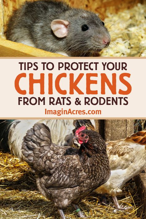 Rat control is often an issue in urban areas. Chicken coops can be a magnet for rats and other rodents. Here are some rat control tips and ways to protect your chickens from rats. Get Rid Of Rats, Urban Chicken Farming, Getting Rid Of Rats, Best Egg Laying Chickens, Portable Chicken Coop, Egg Laying Chickens, Chicken Coop Run, Urban Chickens, Keeping Chickens