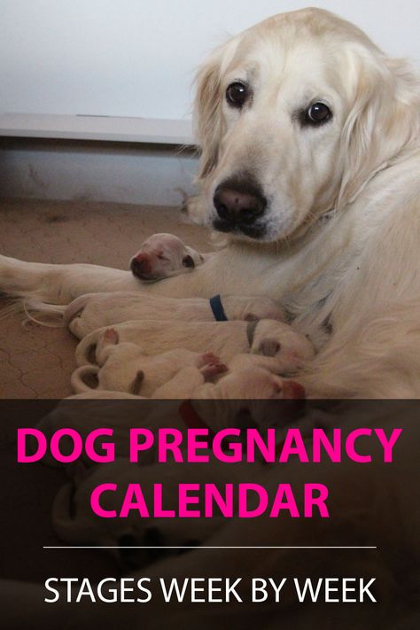 Use this dog pregnancy calendar to understand canine gestation and get a weekly timeline from the moment your dog conceives until she gives birth. Breeding Golden Retrievers, Dog Pregnancy Stages, Dog Having Puppies, First Time Dog Owner, Dog Breeding Business, Whelping Puppies, Dog Birth, Dog Pregnancy, Dog Temperature