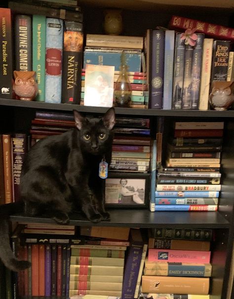 Cat In Library, Cats And Books, Black Kitty, Cat Books, House Beautiful, Black Cats, Feline, Beautiful Homes, Black Cat