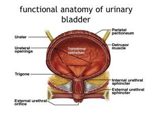 Urinary bladder structure, function, Control of micturition by Brain & Voluntary micturition Pelvic Diaphragm, Digestive System Model, Stratified Squamous Epithelium, Urinary Bladder, Excretory System, Anatomy Bones, Brain Stem, Human Body Systems, Human Anatomy And Physiology