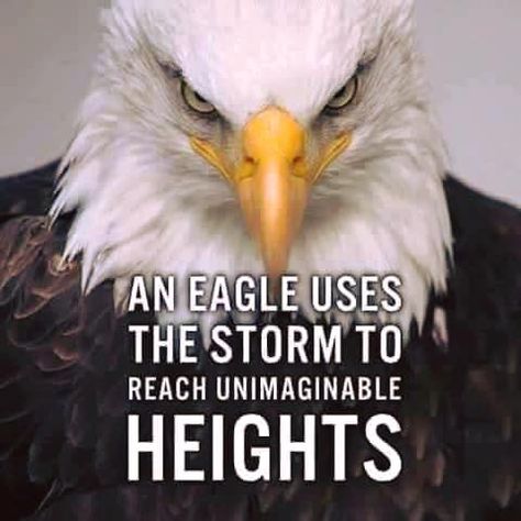 Eagle Quotes, Eagles Quotes, How To Believe, Now Quotes, Warrior Quotes, An Eagle, Best Inspirational Quotes, Badass Quotes, Inspiring Quotes About Life