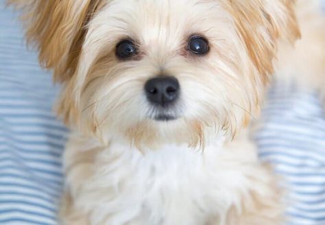 Morkie Dog: Complete Guide to Maltese Yorkie Mix | All Things Dogs Cavachon Full Grown, Morkie Haircut, Morkie Haircuts, Maltese Yorkie Mix, Morkie Puppy, Morkie Dogs, Miniature Husky, Dog Breeds That Dont Shed, Maltese Yorkie