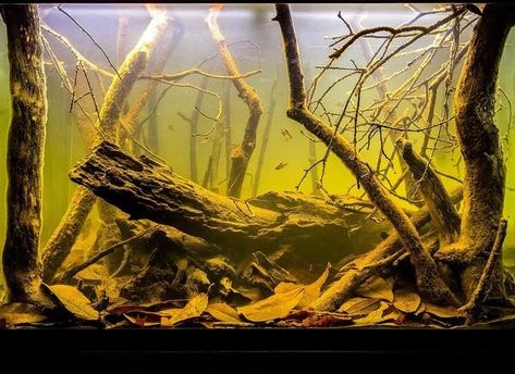 Blackwater Tank, Biotope Aquarium, Goldfish Tank, Fish Tank Terrarium, Aquascape Design, Tropical Fish Aquarium, Tropical Freshwater Fish, Aquarium Landscape, Seed Pod