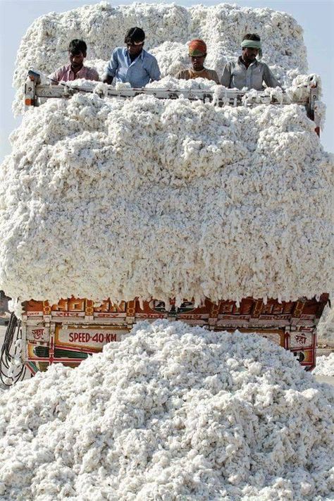 Cotton transportation Amazing India, Goa India, Cotton Farming, India And Pakistan, We Are The World, Varanasi, South Asia, People Of The World, World Cultures