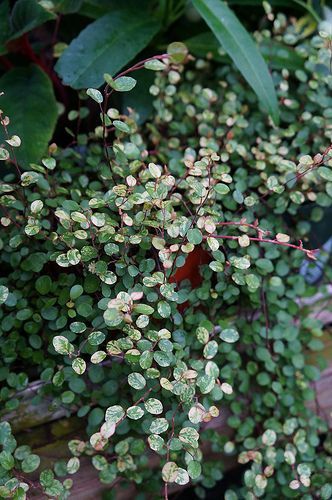 Variegated Frydek, Callisia Repens Pink Lady, Tradescantia Fluminensis Variegata, Dischidia Nummularia Variegata, Hoya Heuschkeliana Variegata, Broadleaf Evergreen, Variegated Plants, Tall Flowers, Pallets Garden