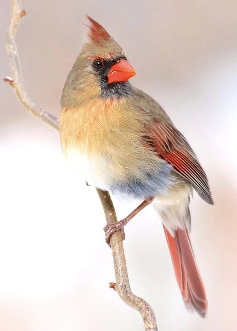 Female Cardinal Drawing, Cardinal Bird Photography, Female Cardinal Painting, Female Cardinal Tattoo, Chickadee Photography, Female Cardinals, Cardinal Pictures, Cardinal Birds Art, Cardinal Watercolor