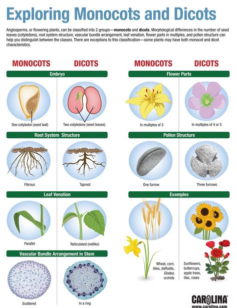 Infographic - Exploring Monocots and Dicots Botany Facts, Horticulture Education, Plant Lessons, Biology Plants, Plant Physiology, Flower Structure, Botanical Sketchbook, Study Biology, Plant Study