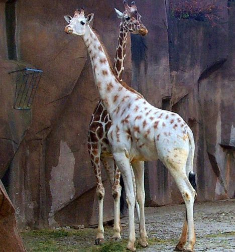 Albino Giraffe Rare Albino Animals, Albino Animals, Rare Animals, The Zoo, Amazing Animals, Giraffes, Unique Animals, Animal Photo, Exotic Pets