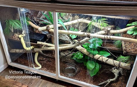 Boa Constrictor Enclosure, Diy Snake Enclosure, Enclosure Background, Snake Tanks, Python Enclosure, Gecko Enclosure, Pet Enclosures, Tree Snake, Snake Cages