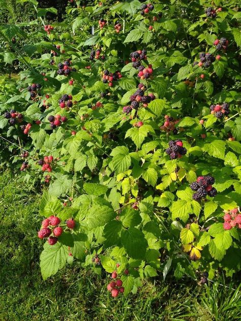 Berry Garden, Berry Farm, Western North Carolina, Life Aesthetic, Fruit Plants, Fruit Garden, Container Flowers, Garden Trees, On The Farm