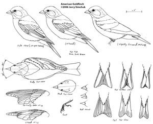 Bird Carving Patterns, Woodworking Bed, Wood Magazine, Bird Carving, Wood Carving Designs, Easy Wood, Carving Patterns, Wood Carving Patterns, Wood Bird