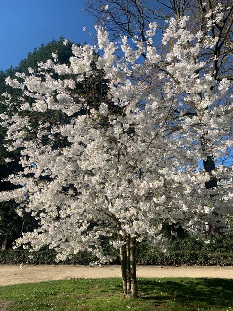 Cherry blossom tree in bloom in the spring time. Blue sky Apple Blossom Tree, White Cherry Blossom Tree, White Blossom Tree, Flower Trees, Instagram Filler, Trees Beautiful, Pretty Trees, Dream Future, Black Wallpaper Iphone Dark