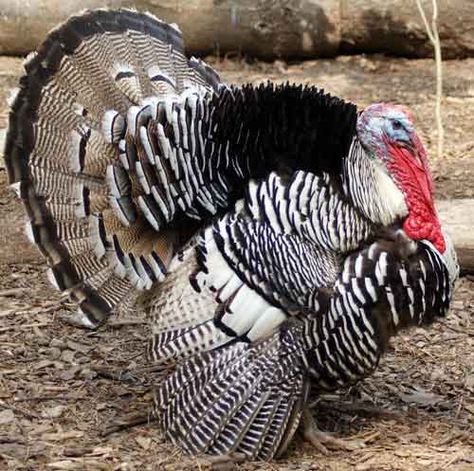 Narragansett Turkey, Ocellated Turkey, Turkey Pictures, Farming Land, Guinea Hens, Turkey Tom, Turkey Images, Coyote Hunting, Deer Hunting Blinds