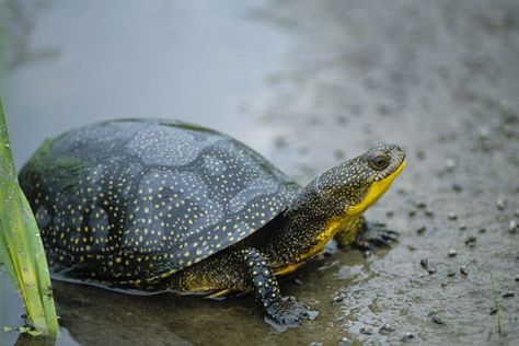 Blandings Turtle, Russian Tortoise, Red Eared Slider, Turtle Love, Wildlife Habitat, Endangered Animals, A Turtle, Reptiles And Amphibians, Amphibians