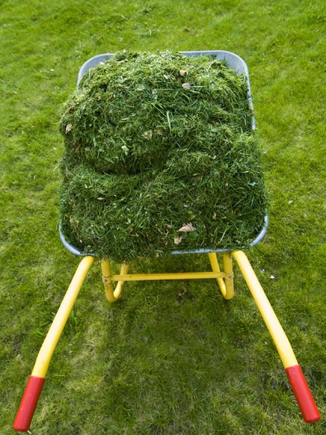 Grass ready for its first cut of 2016? Before you dust off the mower, read this refresher on giving your lawn an even, well-groomed start to the season. Mowing The Lawn Tips, Growing Grass, Grass Type, Lawn Maintenance, Organic Gardening Tips, Garden Edging, Easy Garden, Gardening Landscaping, Flower Gardening