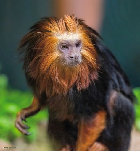 Leontopithecus chrysomelas is an New World monkey native to Brazil. (a.k.a. the golden-headed tamarin) Golden Headed Lion Tamarin, Tamarin Monkeys, Golden Monkey, Ape Monkey, Golden Lions, Animal References, Great Ape, Ocean Animals, Primates