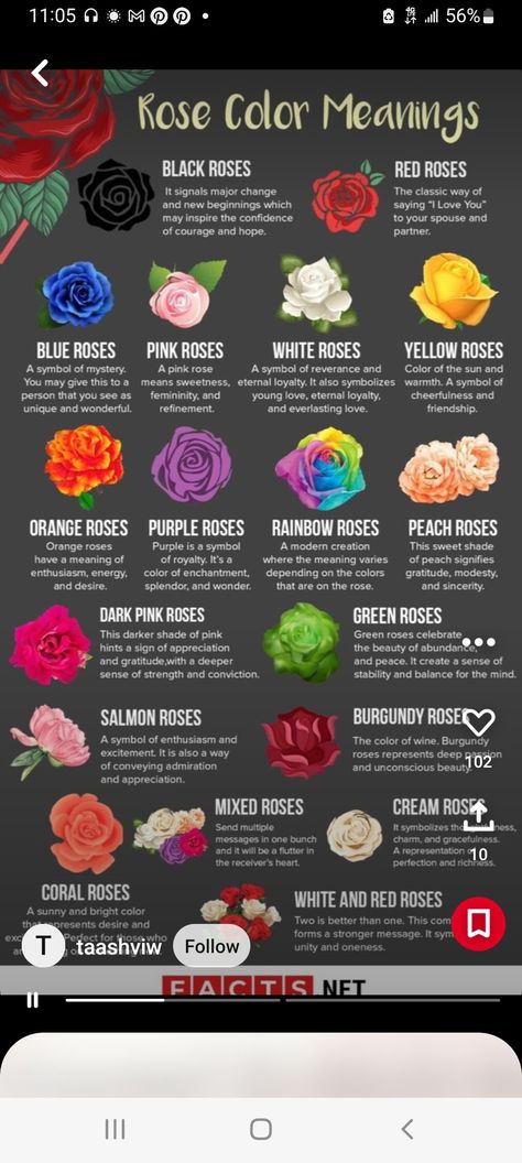 Flower Meanings Chart, Black Rose Meaning, Blue Rose Meaning, Rose Flower Colors, Different Color Roses, Rose Color Meanings, Rose Meaning, Blue Rose Tattoos, Red Rose Tattoo