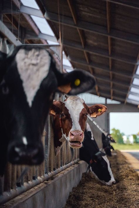 Cow Feeder, Farming Aesthetic, Cow Photography, Cow Wallpaper, Cow Photos, Western Photography, Holstein Cows, Cow Pictures, Farm Photography