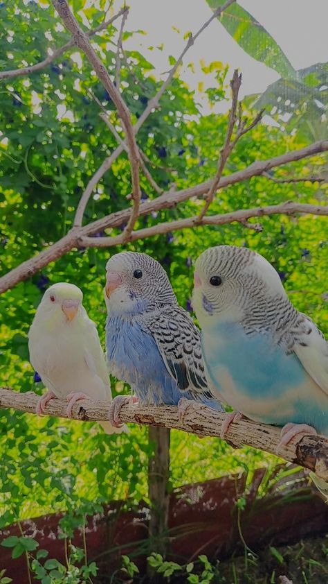 Budgie Cage Setup Aesthetic, Budgie Aesthetic, Cute Budgies, Baby Parakeets, Pet Budgie, Baby Budgies, Budgies Parrot, Budgie Cage, Budgie Bird