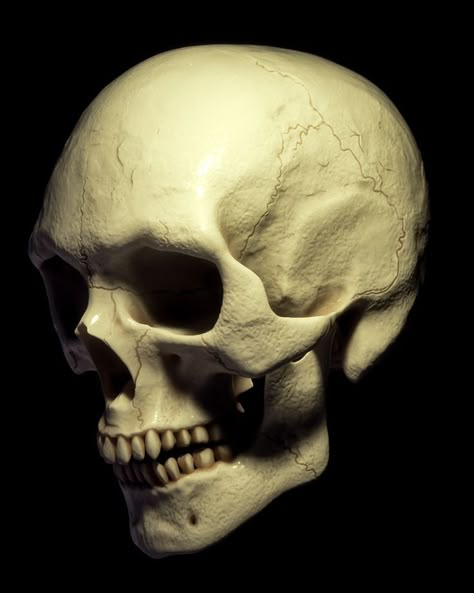 Human Skull Photography, Skull References, Skull Photography, Human Skull Anatomy, Head Skeleton, Rose Reference, Skull Anatomy, Anatomy Bones, Skull Reference