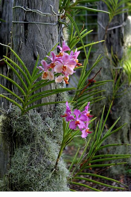 flourishing beside a creek line on old bridge timbers taken from trees on the property over 100 years ago. Orchid Garden Ideas, Orchid Roots, Vanda Orchids, Flowers Growing, Orchid Garden, Growing Orchids, Orchids Garden, Image Nature, Wild Orchid