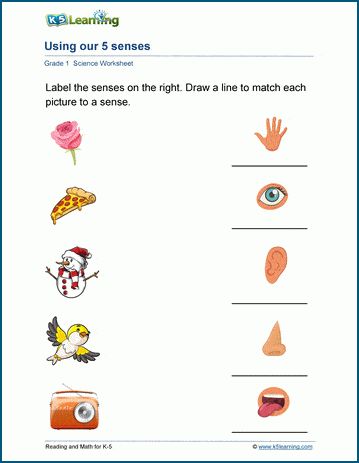 Using Our 5 Senses Worksheets. Our 5 senses help us sense the objects around us. In these worksheets, students identify which senses are used most with different objects. Free | Printable | Grade 1 | Science | Worksheets. 5 Senses Worksheet, Kindergarten Grammar, Five Senses Worksheet, My Five Senses, Early Science, Cursive Writing Worksheets, Comprehension Exercises, Grade Spelling, 5 Senses