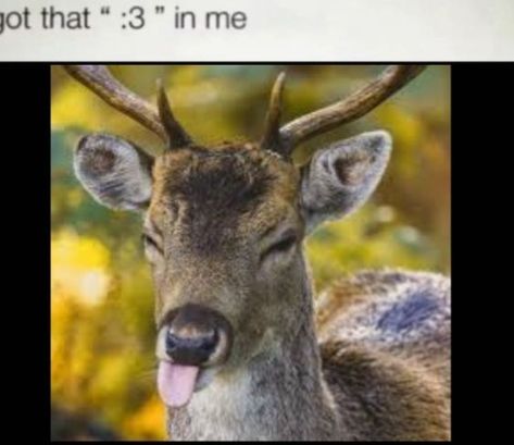 Deer Reaction Pic, Goat Man Cryptid, Deer Meme Funny, Silly Deer Pictures, Deer With Fangs, Funny Deer Pictures, Deer Hunting Memes, Harness Your Hopes, Deer Meme