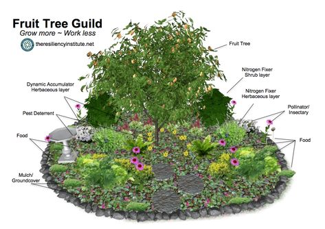 Fruit Trees Garden Design, Tree Guild, Tree Garden Design, Fruit Tree Garden, Food Forest Garden, Urban Farm, Permaculture Gardening, Permaculture Design, Edible Landscaping