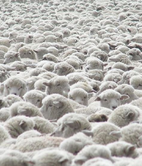 Counting Sheep ... LOTS of sheep! Herd Of Sheep, Counting Sheep, Sheep And Lamb, England And Scotland, Isle Of Skye, Scotland Travel, Shades Of White, Animal Kingdom, Farm Animals