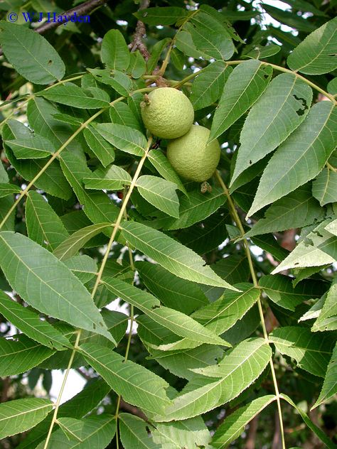 Juglans nigra Walnut Fruit, Juglans Nigra, Plant Images, Black Walnut Wood, Black Walnuts, Black Walnut, Walnut Wood, Walnut, Herbs