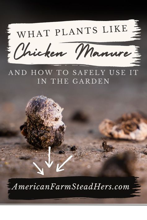 What Plants Like Chicken Manure and How to Safely Use It Chicken Manure For Garden, Chicken Manure Compost, Chicken Composting, Manure Tea, Manure Composting, Pastured Poultry, Mulberry Fruit, Horse Manure, Chicken Manure