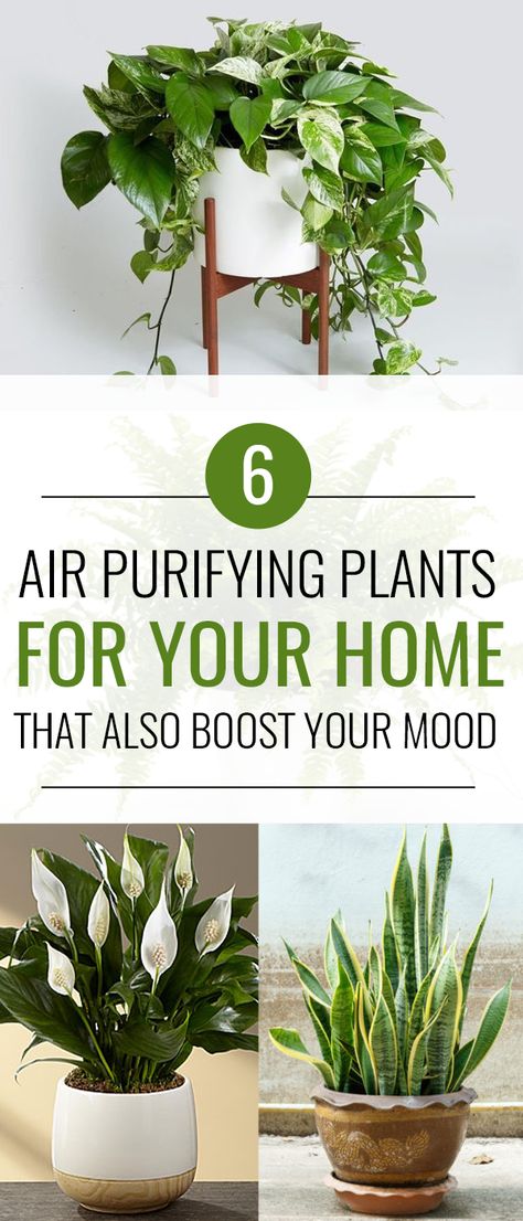 Plants that clean the air!! 6 Air Purifying Plants That Will Clean The Air And Boost Your Mood Air Purifying House Plants, Trendy Plants, Best Indoor Plants, Air Purifying Plants, Houseplants Indoor, Boost Your Mood, Air Purifying, Interior Plants, Jade Plants