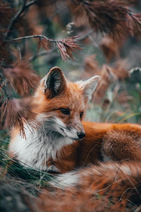 Fox Images, Foxes Photography, Fox Art, Baby Fox, Cute Fox, Wildlife Animals, Cool Pets, Spirit Animal, Beautiful Creatures