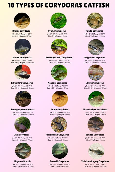 Check out these 18 types of corydoras catfish for your tank! But if you want to learn about 9 more you can also check out the full article! Fish Classification, Cartilaginous Fish, Corydoras Catfish, Angel Fish Tank, Betta Care, Nev Catfish, Plecostomus Types, Cory Catfish, Tank Terrarium