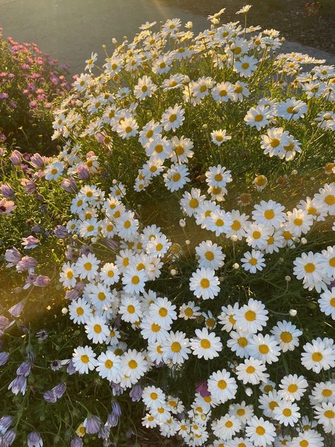 February Moodboard, Cute Summer Wallpapers, Nothing But Flowers, Wildflower Bouquet, 수채화 그림, Language Of Flowers, Beautiful Bouquet Of Flowers, Rooftop Garden, Chamomile Flowers