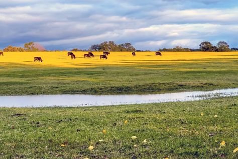 Cleburne Texas, Chisholm Trail, Southern Living Plants, Texas Towns, Small Town Life, Plant Problems, Railroad History, Texas Hill Country, Texas Travel