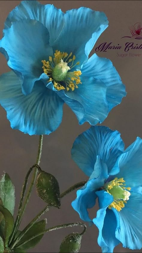 Himalayan Blue Poppy, Blue Flower Art, Wallpaper Flower, Blue Poppy, Sugar Flowers, Exotic Flowers, Poppy Flower, Flower Images, Flower Photos