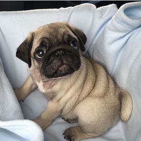 The Love Of A Dog, Love Of A Dog, Cute Pug Puppies, Pugs And Kisses, Baby Pugs, Pug Dogs, Cute Pups, Pug Puppies, Happy Puppy