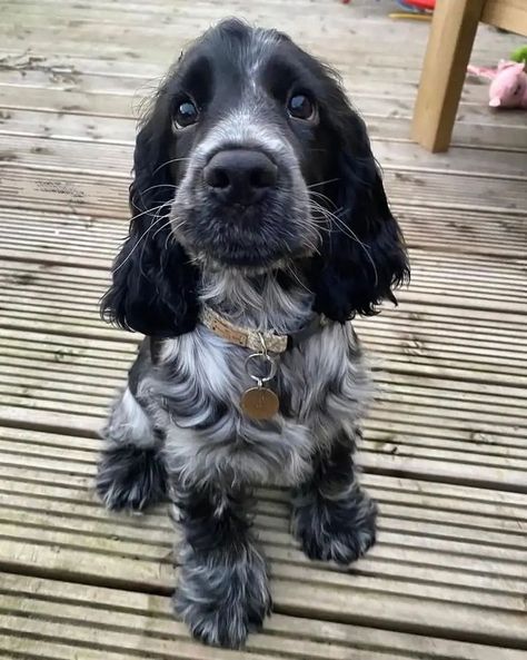 Cute Dogs Images, Springer Spaniels, Blue Roan, Cocker Spaniel Puppies, Very Cute Dogs, Cocker Spaniel Dog, Spaniel Puppies, Pretty Dogs, Pretty Animals