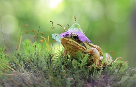 Frog With Flower Hat, Frog With Flower, Flower Hat, Little Critter, Russia City, Flower Hats, Frogs, Twitter Search, Russia