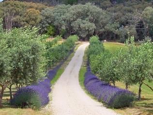 Rural Driveway, Entrance Gates Driveway, Cobblestone Driveway, Long Driveway, Country Garden Design, Tree Lined Driveway, Farm Gate, Driveway Landscaping, Long Driveways