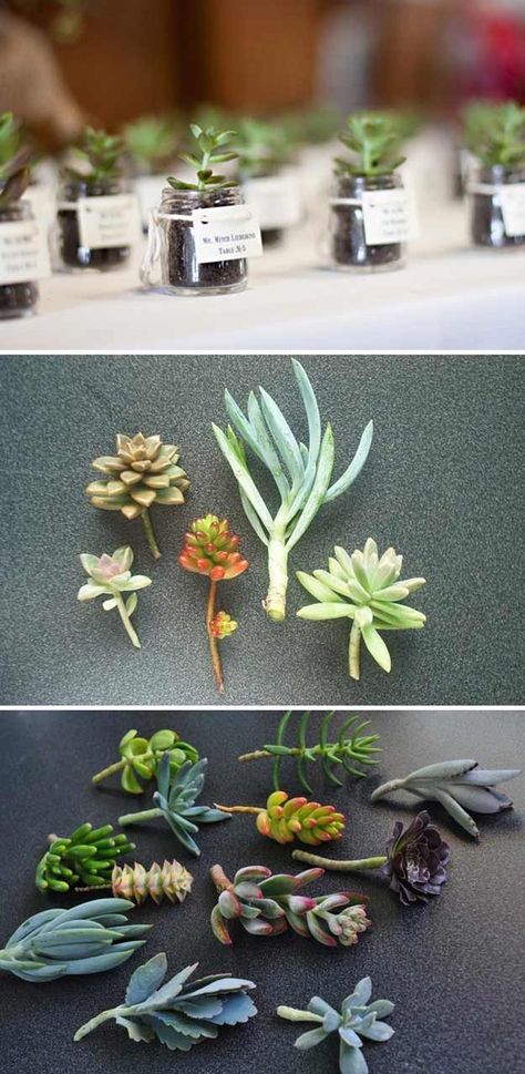 DIY Succulents Baby Food Jar Crafts, Wedding Indoor, Succulent Wedding Favors, Succulent Favors, Food Jars, Succulent Planters, Succulent Garden Diy, Baby Food Jars, Succulent Wedding