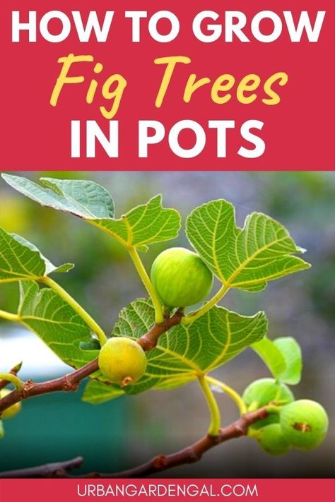 Growing fig trees in pots is a great space saver for small gardens. Container fig trees are ideal for courtyards, balconies and small backyard gardens | Growing fruit | Container gardening Indoor Fig Trees, Fig Tree In Pot, Fig Fruit Tree, Trees In Containers, Growing Fig Trees, Fig Tree Plant, Trees In Pots, Tree In A Pot, Fruit Trees In Containers