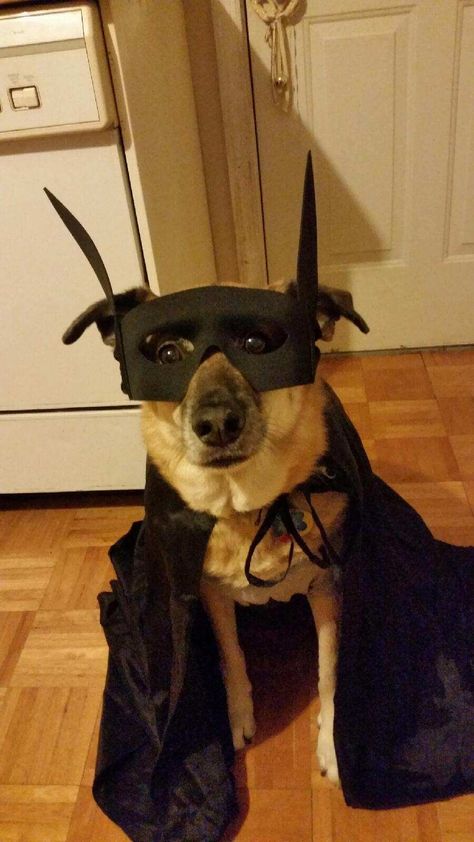 16 Animals That Are Ready For The Halloween Costume Party! Batman Dog, Cattle Dog Puppy, Bat Dog, Puppy Dog Pictures, Cheezburger Cat, Keeping Kids Safe, Dog Top, Cutest Animals, Dog Halloween Costumes