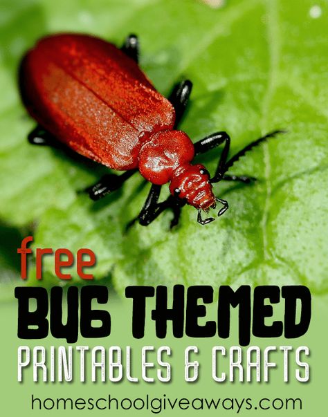 FREE Bug Themed Printables and Crafts Dear America Books, Preschool Freebies, Unschooling Resources, Preschool Bugs, Dot Marker Printables, All About Me Printable, Bug Activities, Bugs Preschool, Preschool Stem