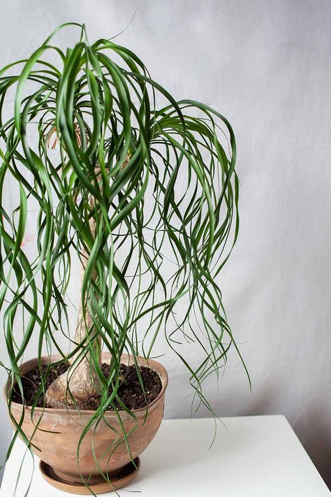 Palm Indoor Plant, Ponytail Plant, Ponytail Palm Care, Ponytail Palm Tree, Beaucarnea Recurvata, Arizona Garden, Indoor Palm Trees, Ponytail Palm, Elephant Plant