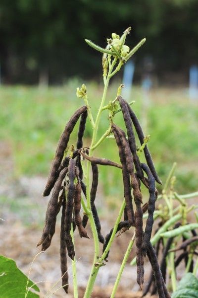 Mung Beans Information: Learn How To Grow Mung Beans -  Did you know that what we know as bean sprouts are more than likely mung bean sprouts? What are mung beans and what other mung bean information can we dig up? Click on this article to find out more about the amazing plant. Harvesting Seeds, Trumpet Vines, Permaculture Garden, Bamboo Seeds, Adzuki Beans, Succulent Seeds, Bean Plant, Trumpet Vine, Rose Seeds