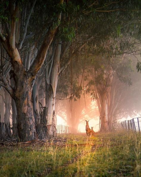 Rural Photography, Australia Landscape, Gum Trees, Australia Art, Australian Trees, Australian Photography, Australian Painting, Canberra Australia, Iphone Wallpaper Landscape