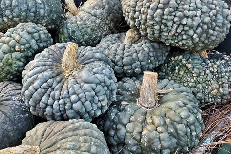 Growing Pumpkin, Blue Hubbard Squash, Jarrahdale Pumpkin, Types Of Pumpkins, Pumpkin Varieties, Grey Pumpkin, Planting Pumpkins, Large Pumpkins, Giant Pumpkin