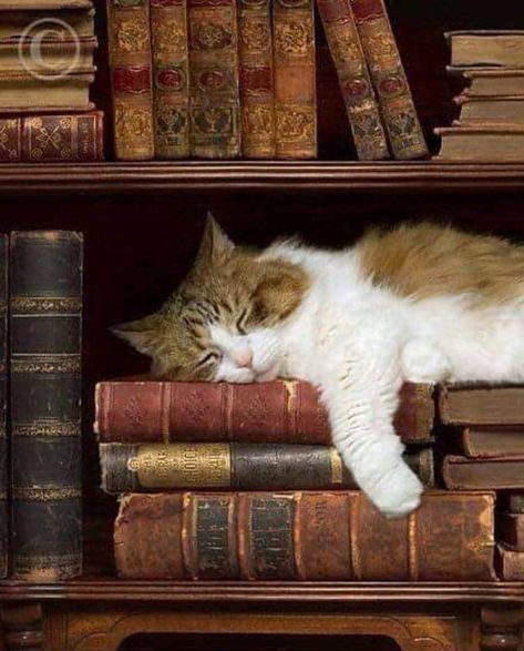 Books And Cats, Cats Books, Cats And Books, Kitty Cats, Cats Kittens, Dark Academia, Cat Art, Bookstore, My Aesthetic